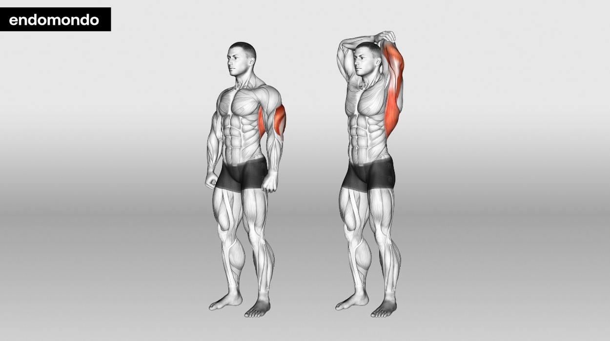 Triceps Stretch - Tricep Stretches - PhysioAdvisor